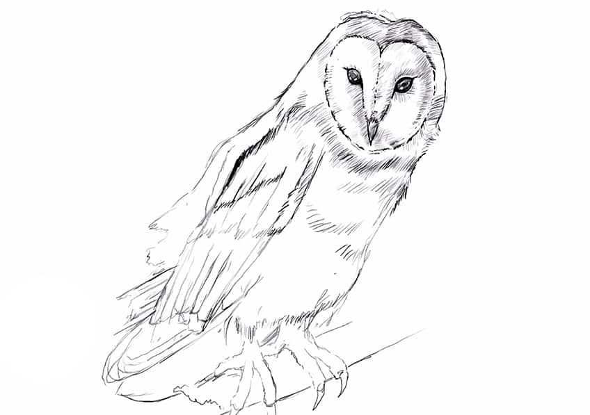 How to Draw Owls 14
