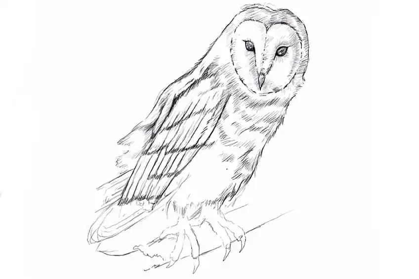 How to Draw Owls 15