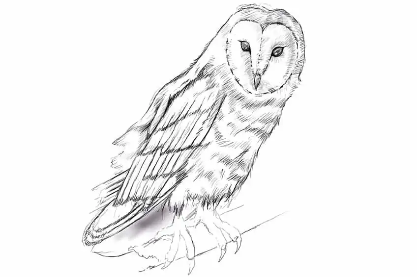 How to Draw Owls 16