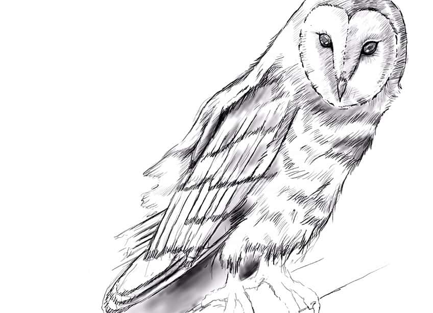 How to Draw Owls 17