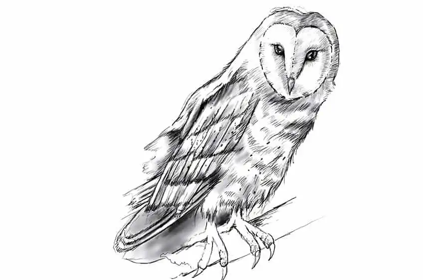 How to Draw Owls 19