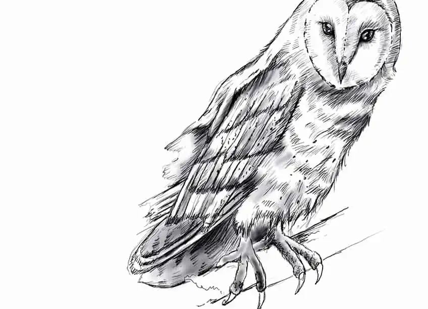 How to Draw Owls 20