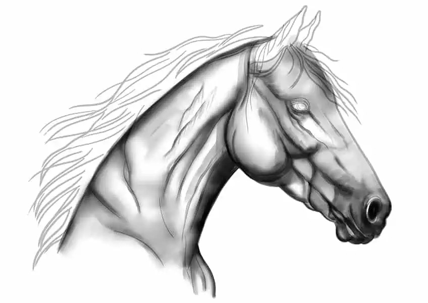 Как нарисовать голову лошади 13