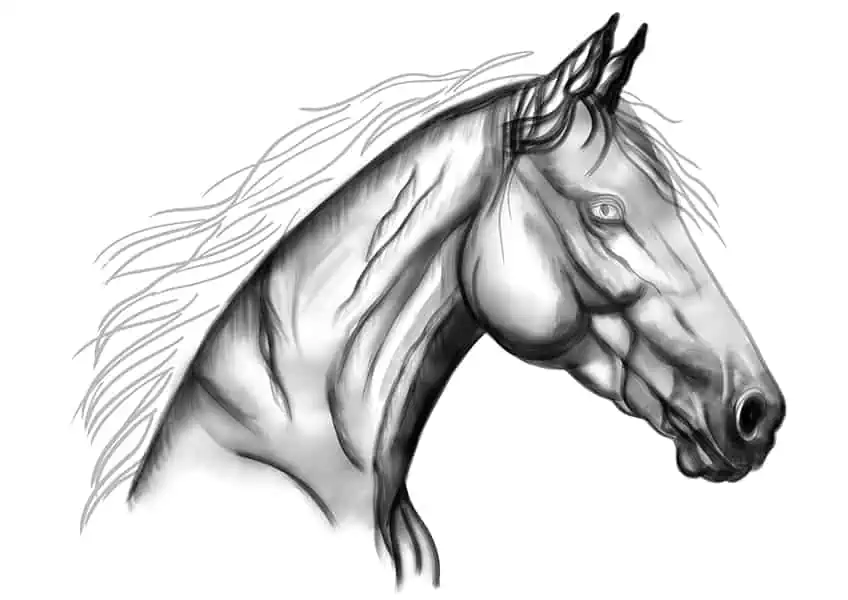 Как нарисовать голову лошади 14