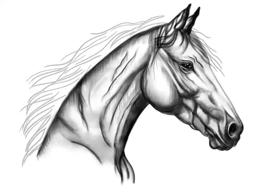 Как нарисовать голову лошади 15