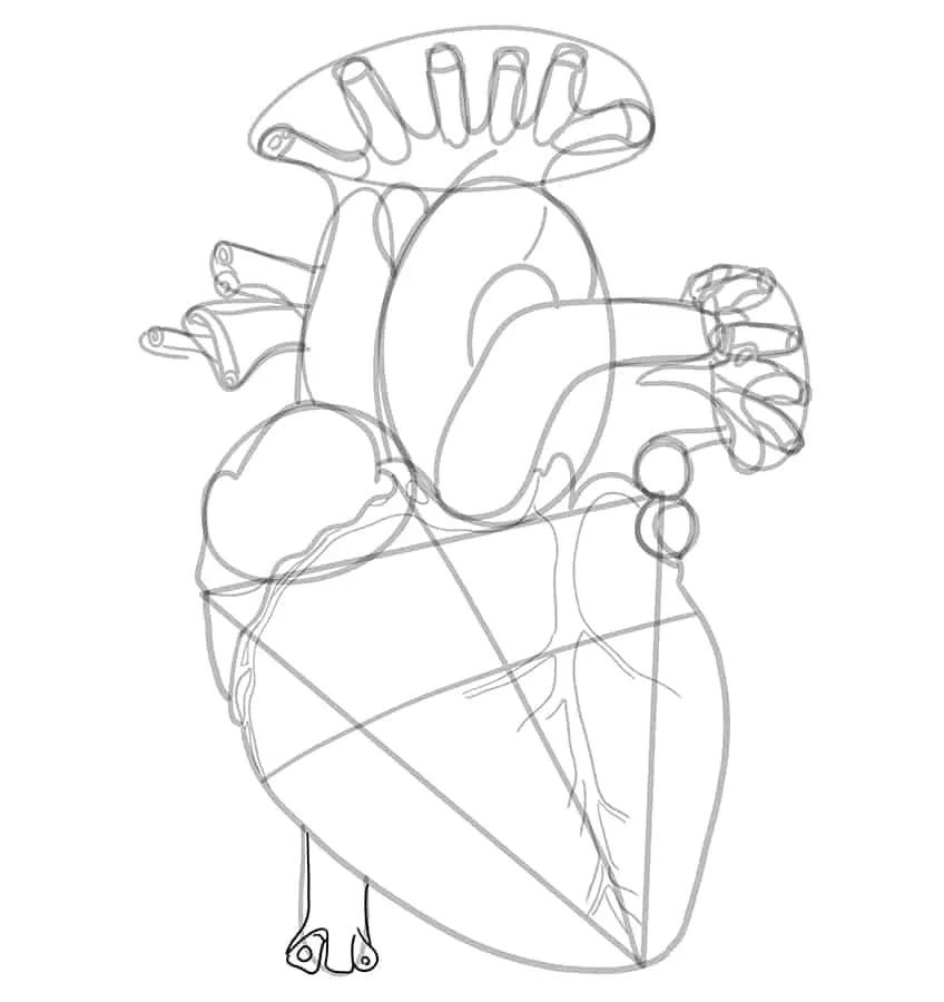 How to Draw a Human Heart 18