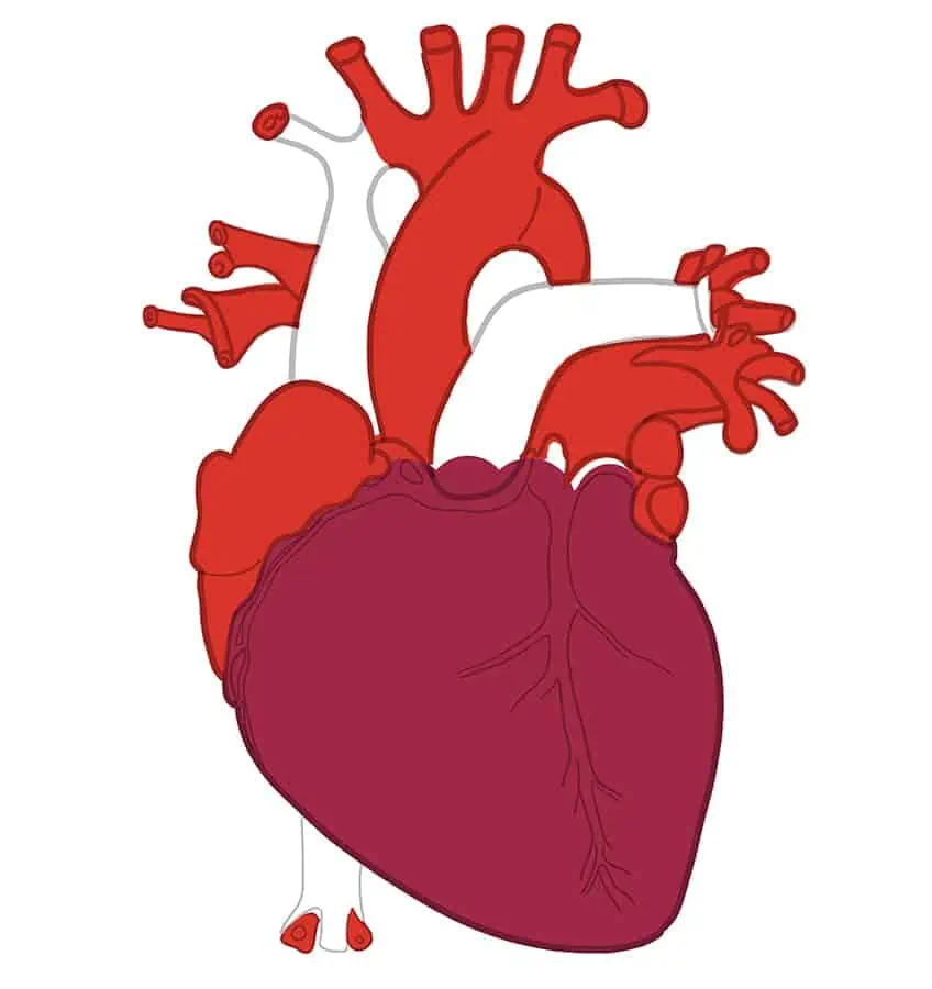 Как нарисовать человеческое сердце 20