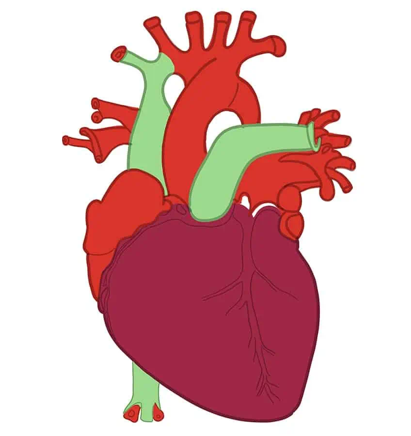 Как нарисовать человеческое сердце 21