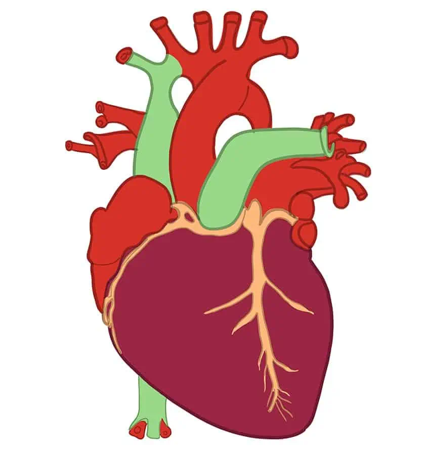 Как нарисовать человеческое сердце 22