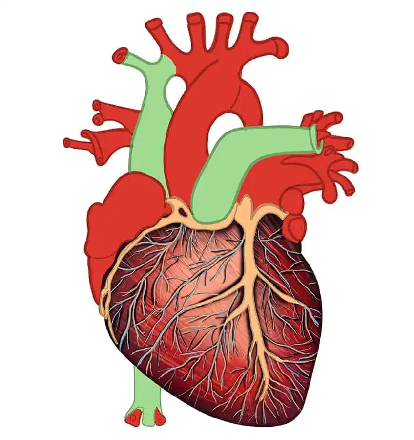 Как нарисовать человеческое сердце 27