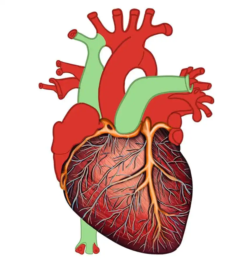 Как нарисовать человеческое сердце 28