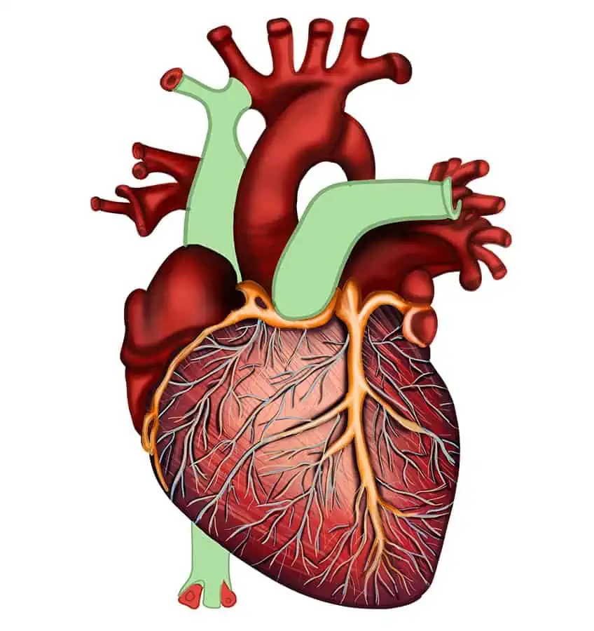 Как нарисовать человеческое сердце 29