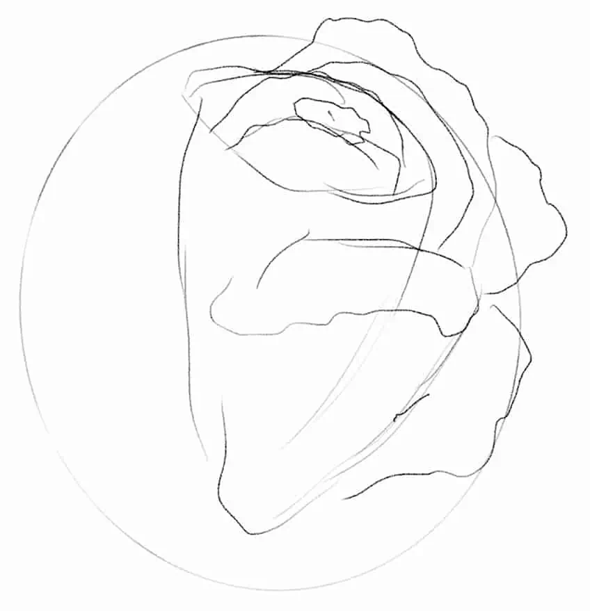 Cómo dibujar una rosa 03