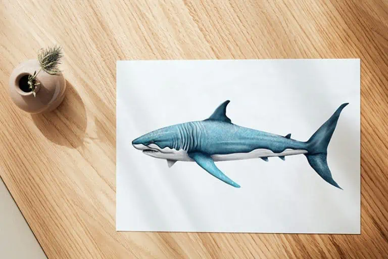 Shark Drawing – Create a Powerful and Captivating Shark Sketch