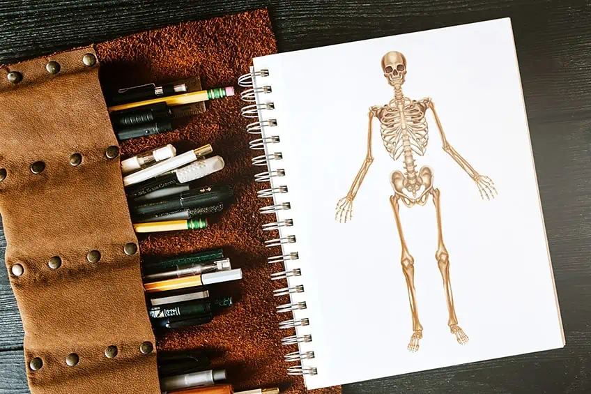 Как нарисовать скелет