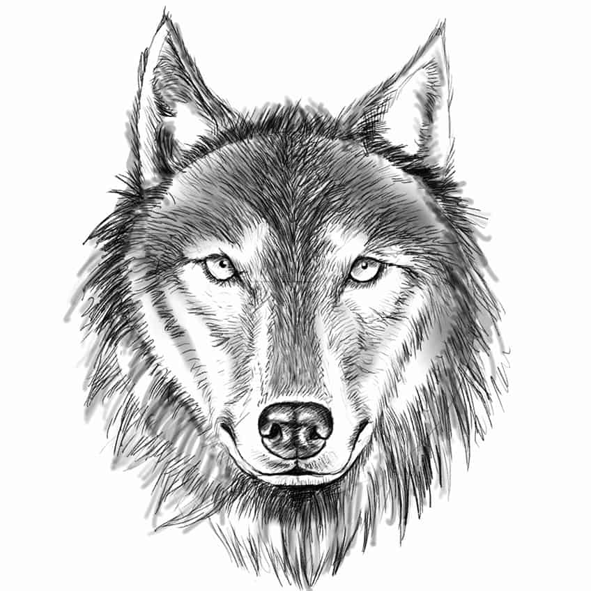Comment dessiner une tête de loup 21