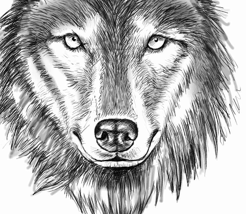 Comment dessiner une tête de loup 22