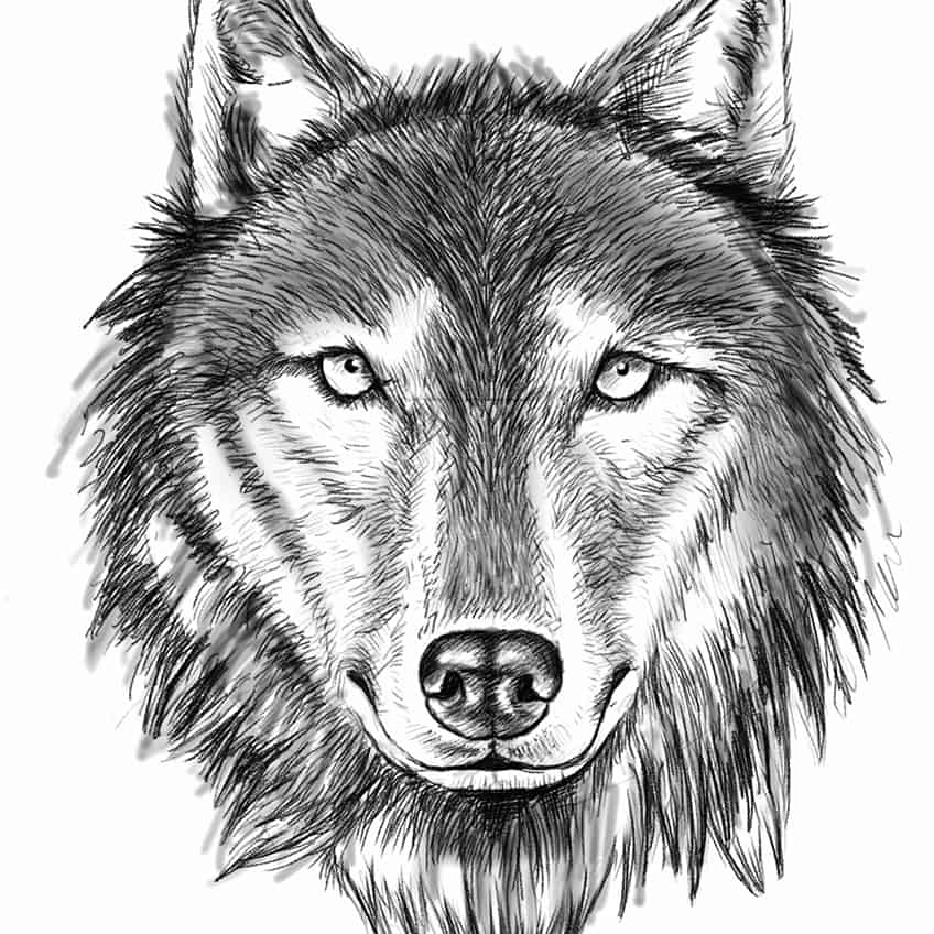 Как нарисовать голову волка 24