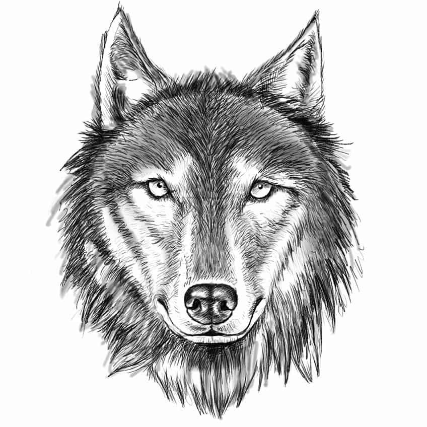 Как нарисовать голову волка 25