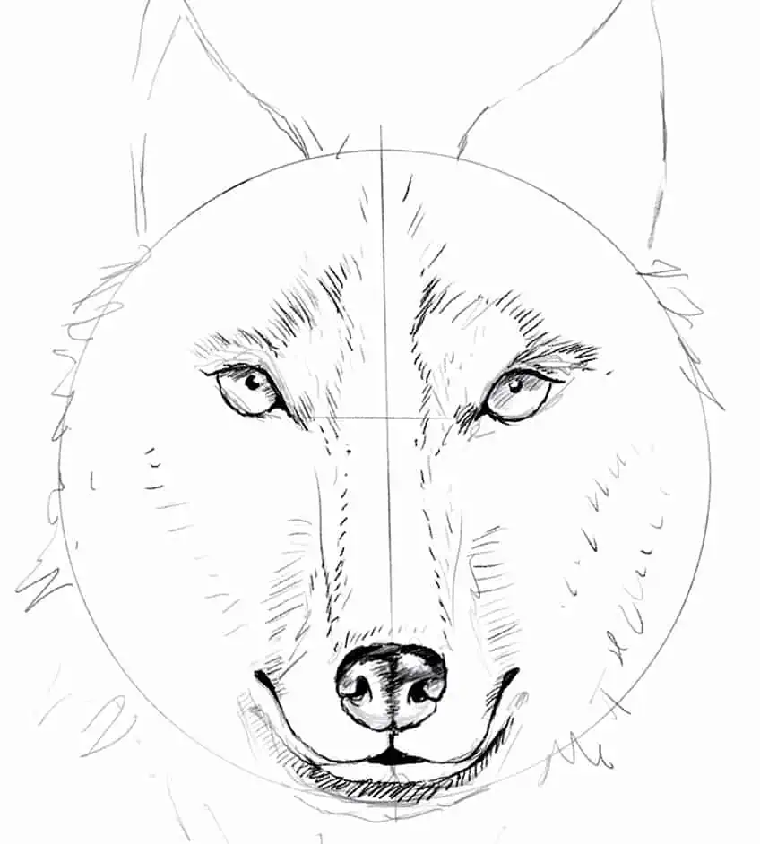 Cómo dibujar un lobo paso a paso 09