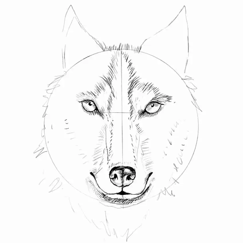 How to Draw a Wolf Step by Step 10