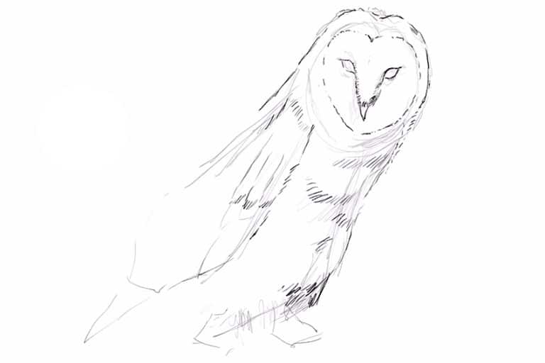 Cómo dibuja un Búho - Aprende a dibujar un búho realista