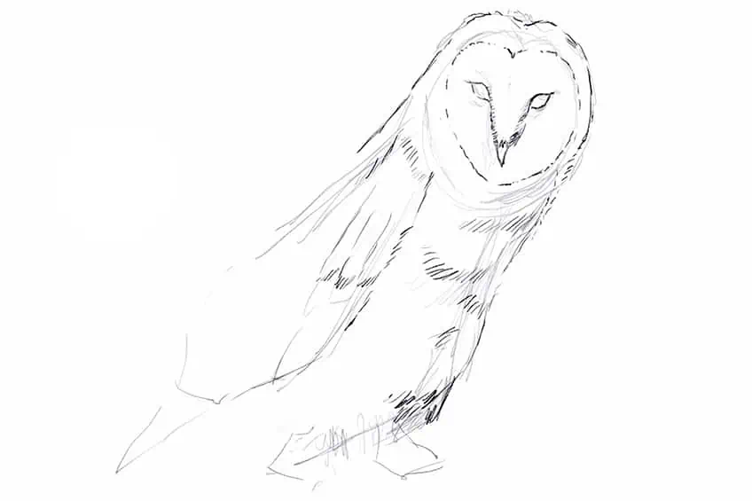 Owl Drawing 08