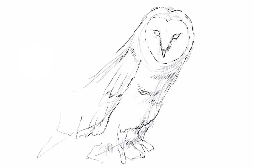 Owl Drawing 09