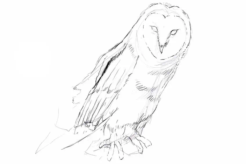 Owl Drawing 10