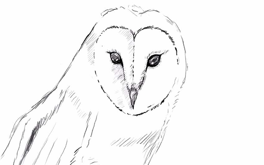 Owl Drawing 12