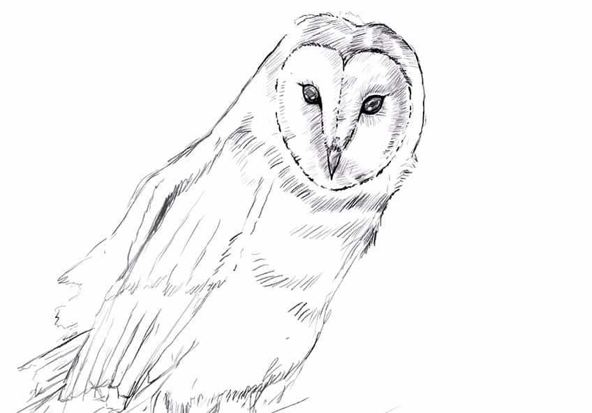 Owl Drawing 13