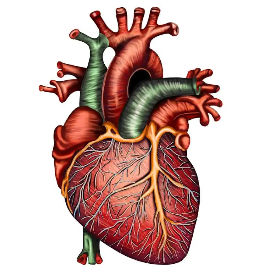 Реалистичный рисунок сердца 33