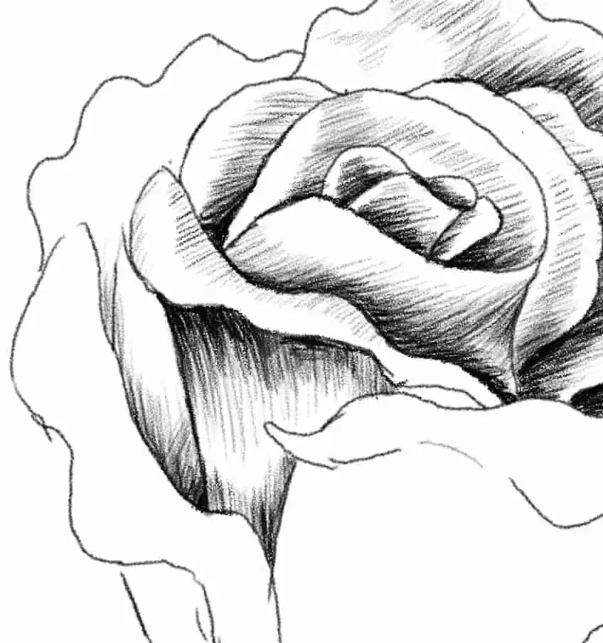 Dibujo realista de una rosa 09
