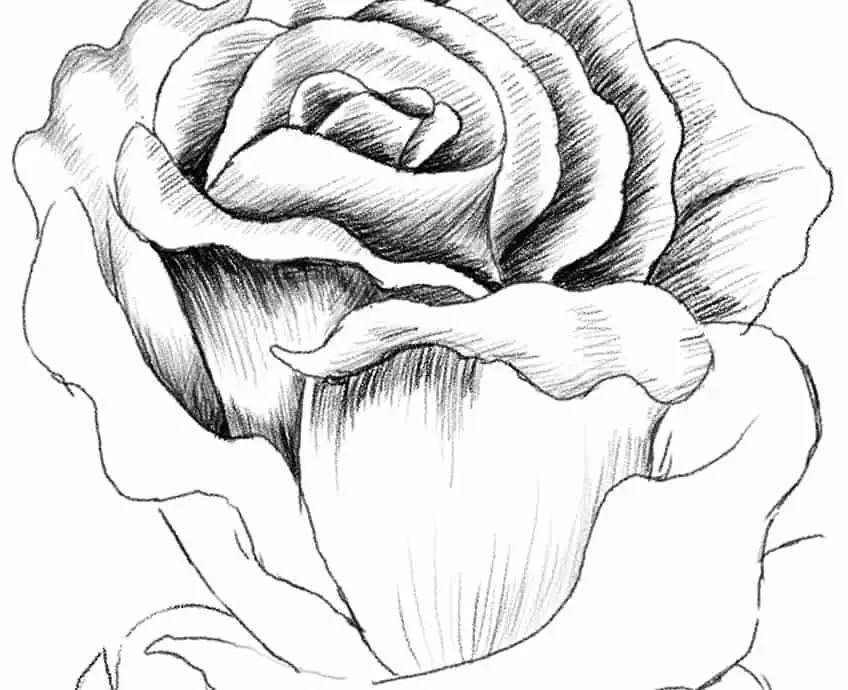 Realistic Rose Drawing 10