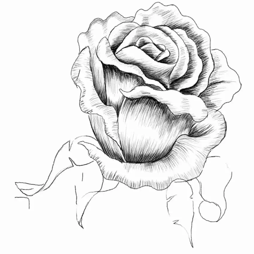 Realistic Rose Drawing 11