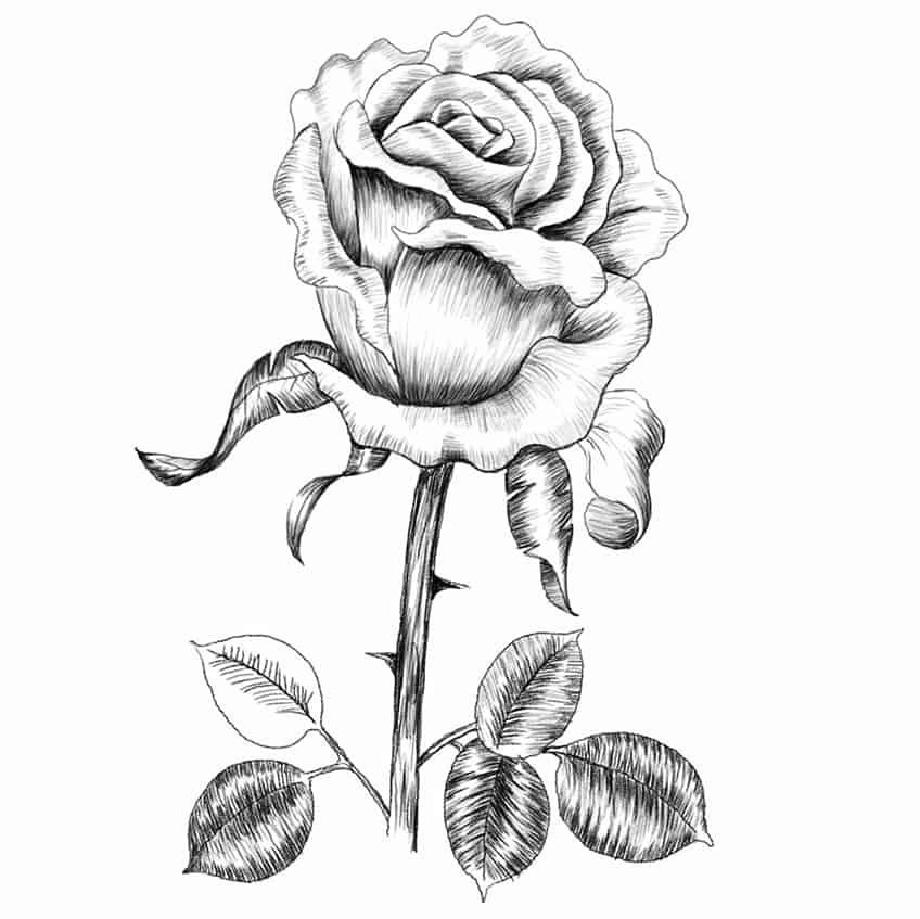 Роза Иллюстрация 18