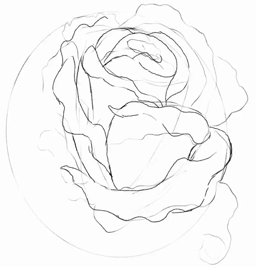 Rose Sketch 05