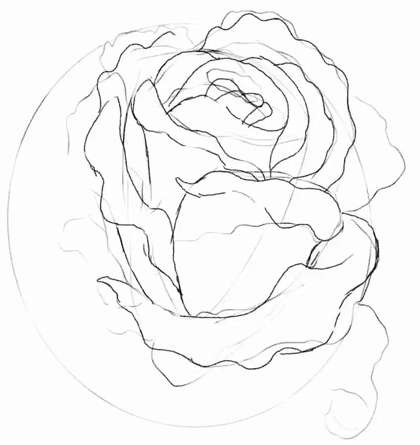 Rose Sketch 06