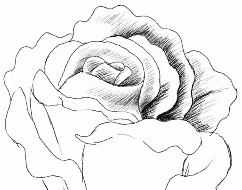 Эскиз розы 08