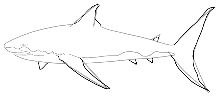 Рисунок акулы 07