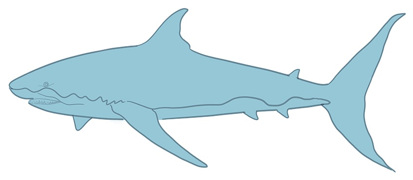 Рисунок акулы 08