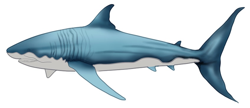 Рисунок акулы 10