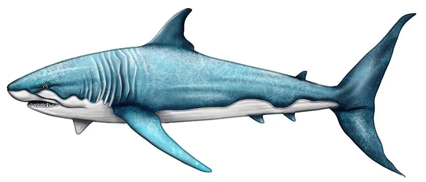Shark Sketch 15