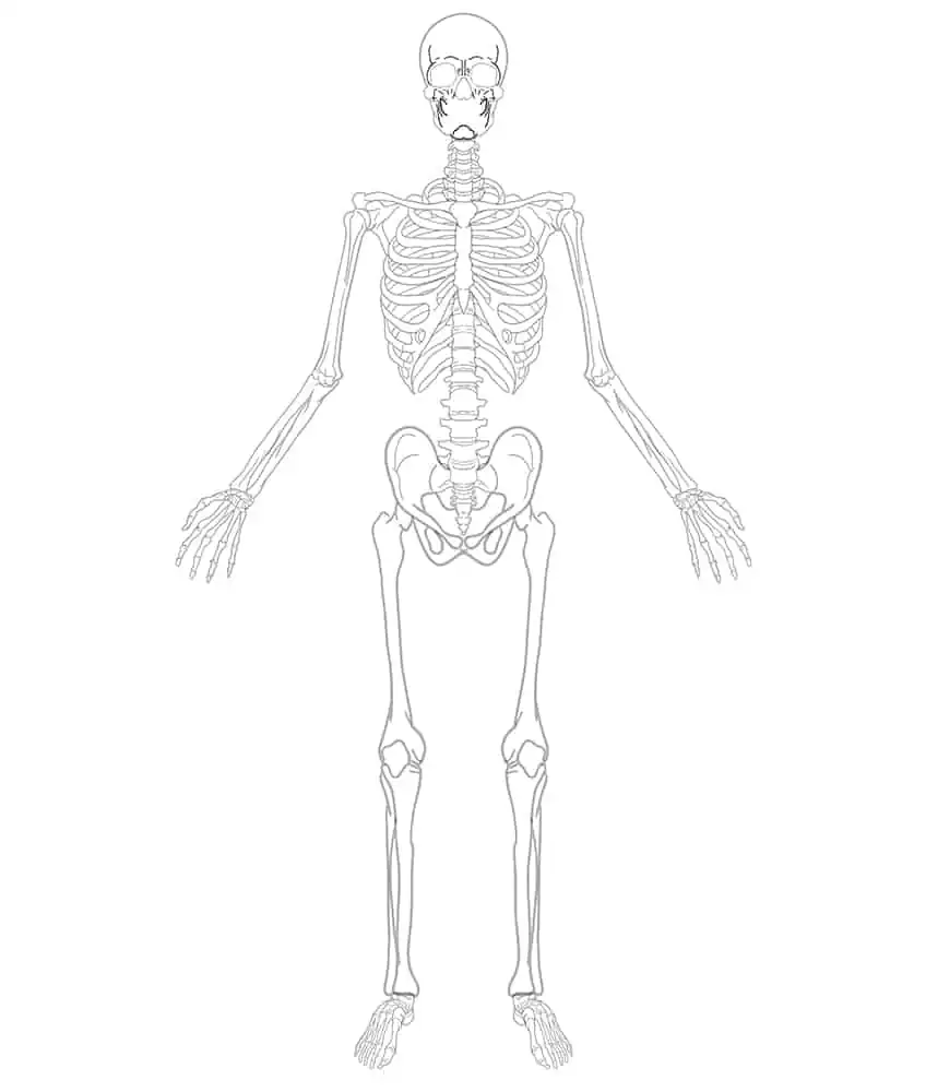 Skeleton Drawing 21