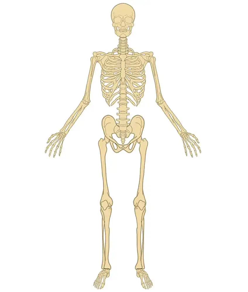 Skeleton Drawing 23