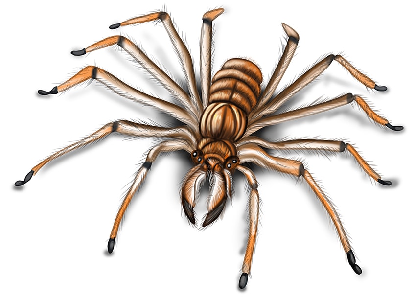 Sketch of a Spider 17
