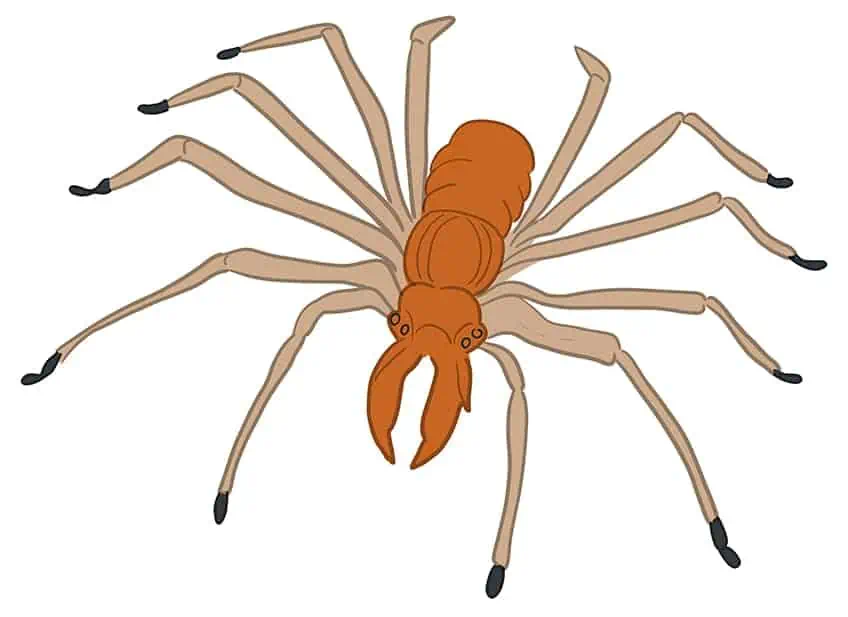 Рисунок паука 10