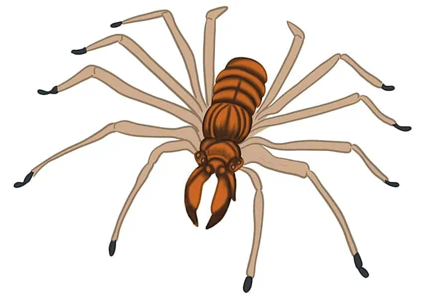 Рисунок паука 11