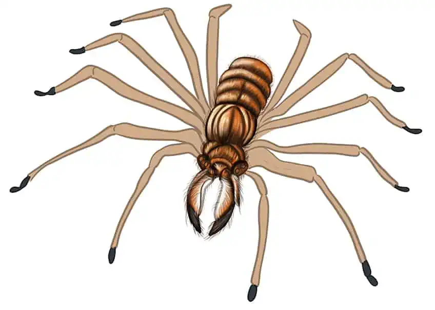 Рисунок паука 13