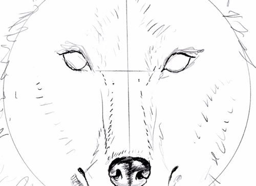 Wolf Head Drawing - Draw a Cunning Wolf Face Sketch